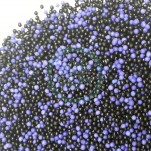 Sprinkles-Halloween Purple & Black 80g